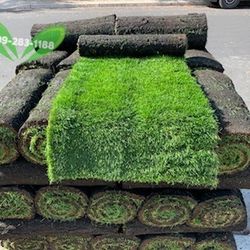Best QUALITY Sod 