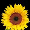 Gloria