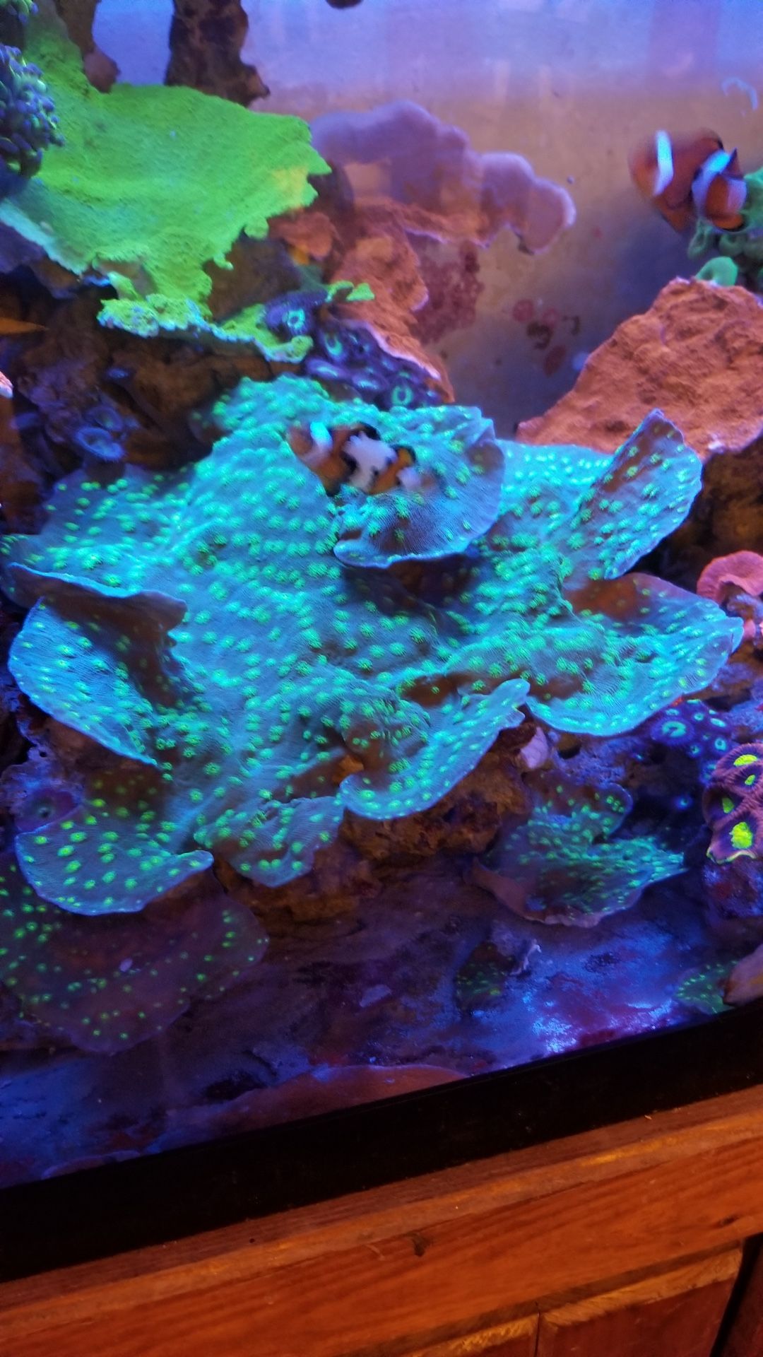 Decorative Coral Display 