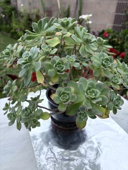 Suculenta
