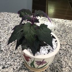 Plant