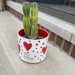 Double Cactus 