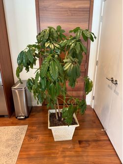 5 Foot Umbrella Plant Money Tree