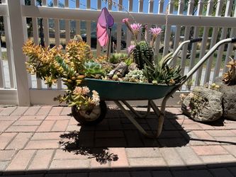 Wheelbarrow with beautiful real succulent plants