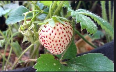 White strawberry plants