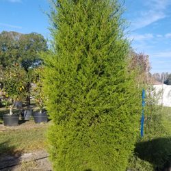 Cedar trees 8' tall delivered and planted