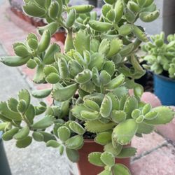 Cotyledon Tomentosa (bear Paw) 