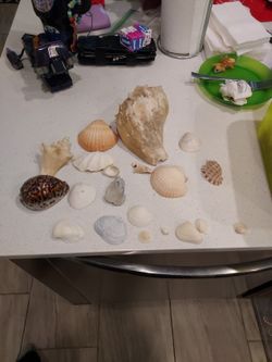 shells 