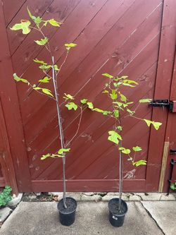 2 ,3 foot tall Tulip tree’s