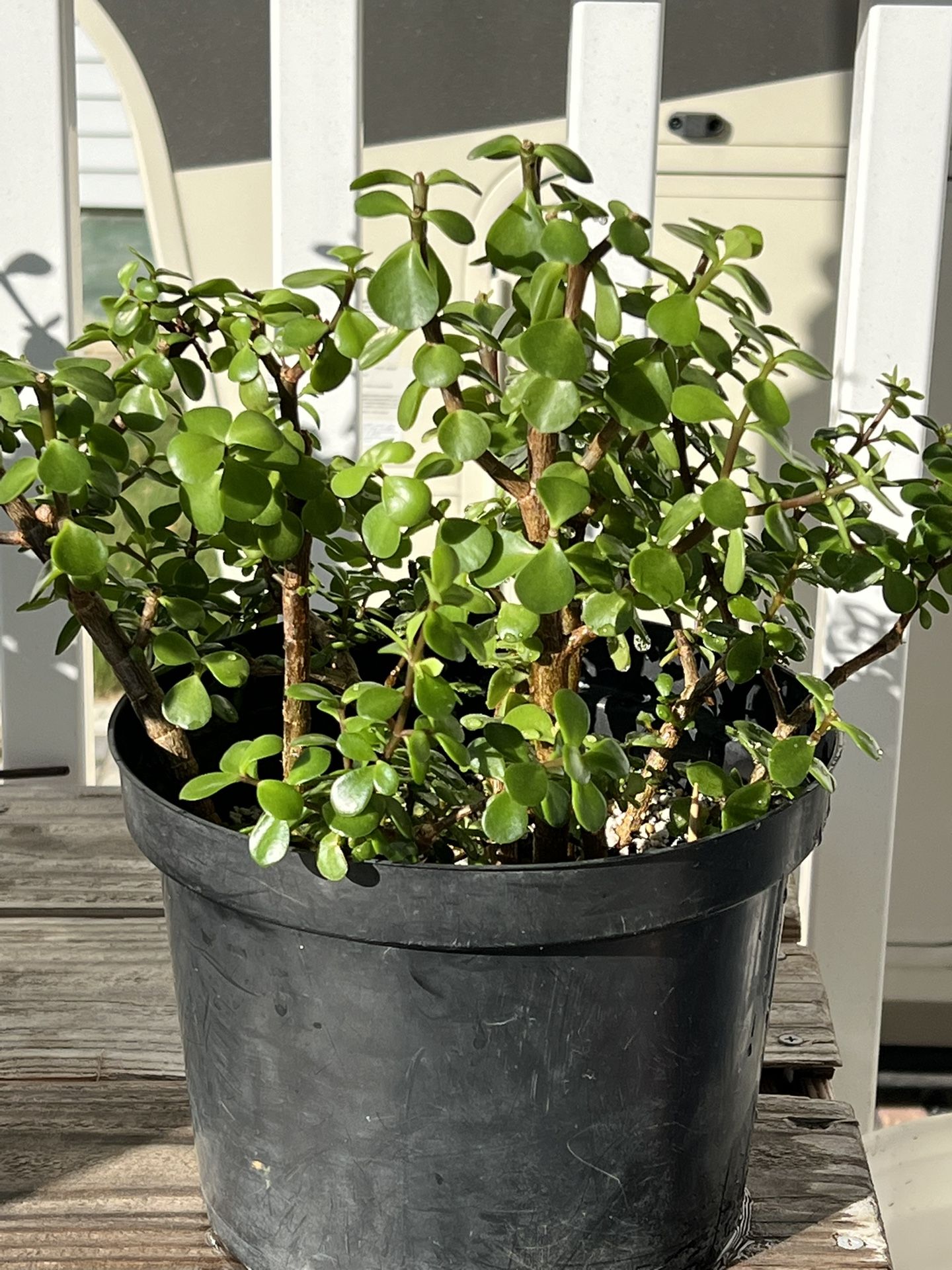 Mini Jade/Portulacaria Afra