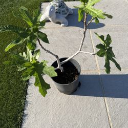 Fig Plant