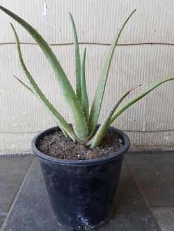 Aloe Savila Maguey Agave