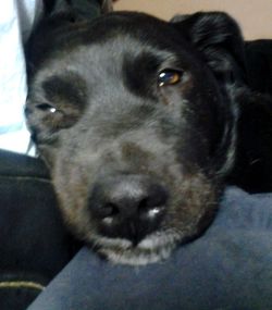 *NEEDED*Any size/type Incontinence Diapers or Pads for 19yo Crippled Dog