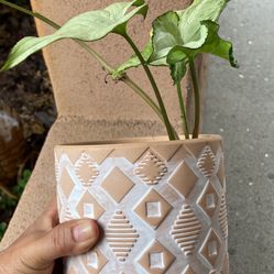 Arrowhead Plant In Boho Garden Pot