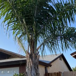Palm Tree
