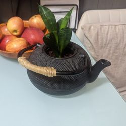  Plant In Tea Pot