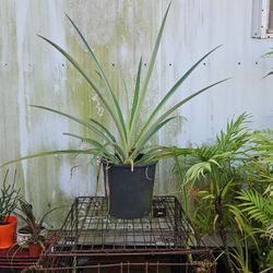 Golden Pineappple Plant