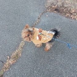 I'll walk your dog!