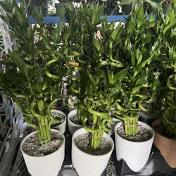 Lucky Bamboo In Ceramic Pot. SPECIAL PRICE 🤩