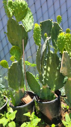 Nopales