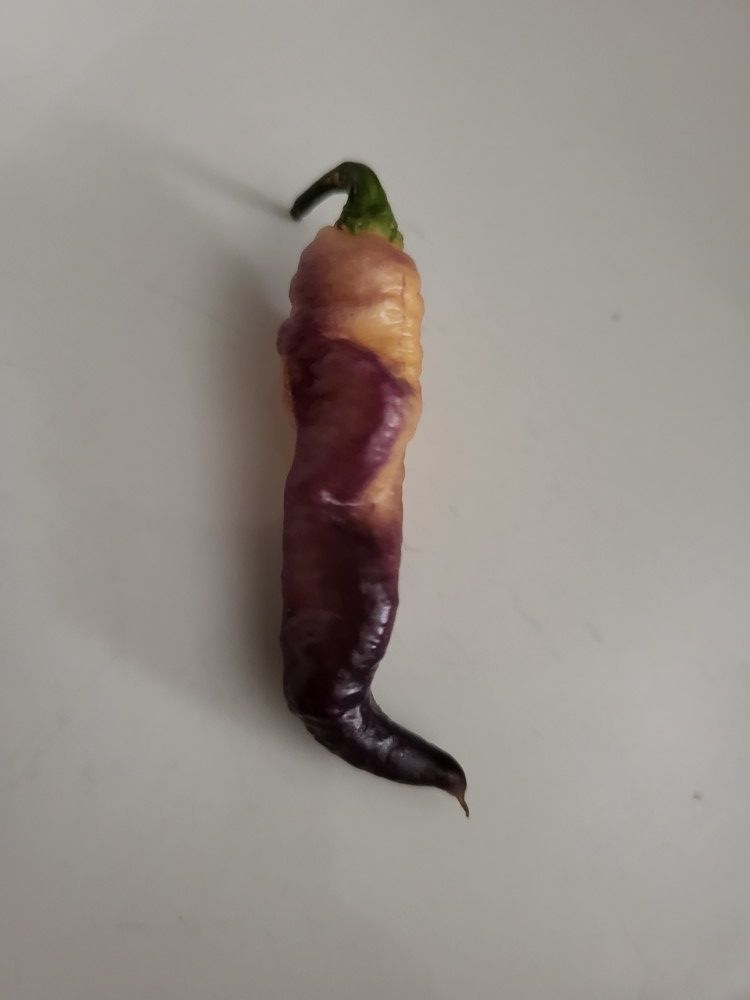 Extremely Rare Organic Frostbite Pepper Seeds! 2026 SEASON EARLY RELEASE!