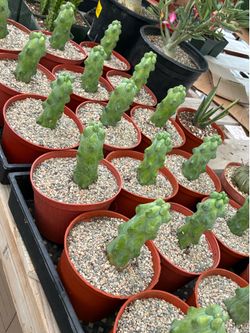 Boobie cactus in 6” pots $20 each
