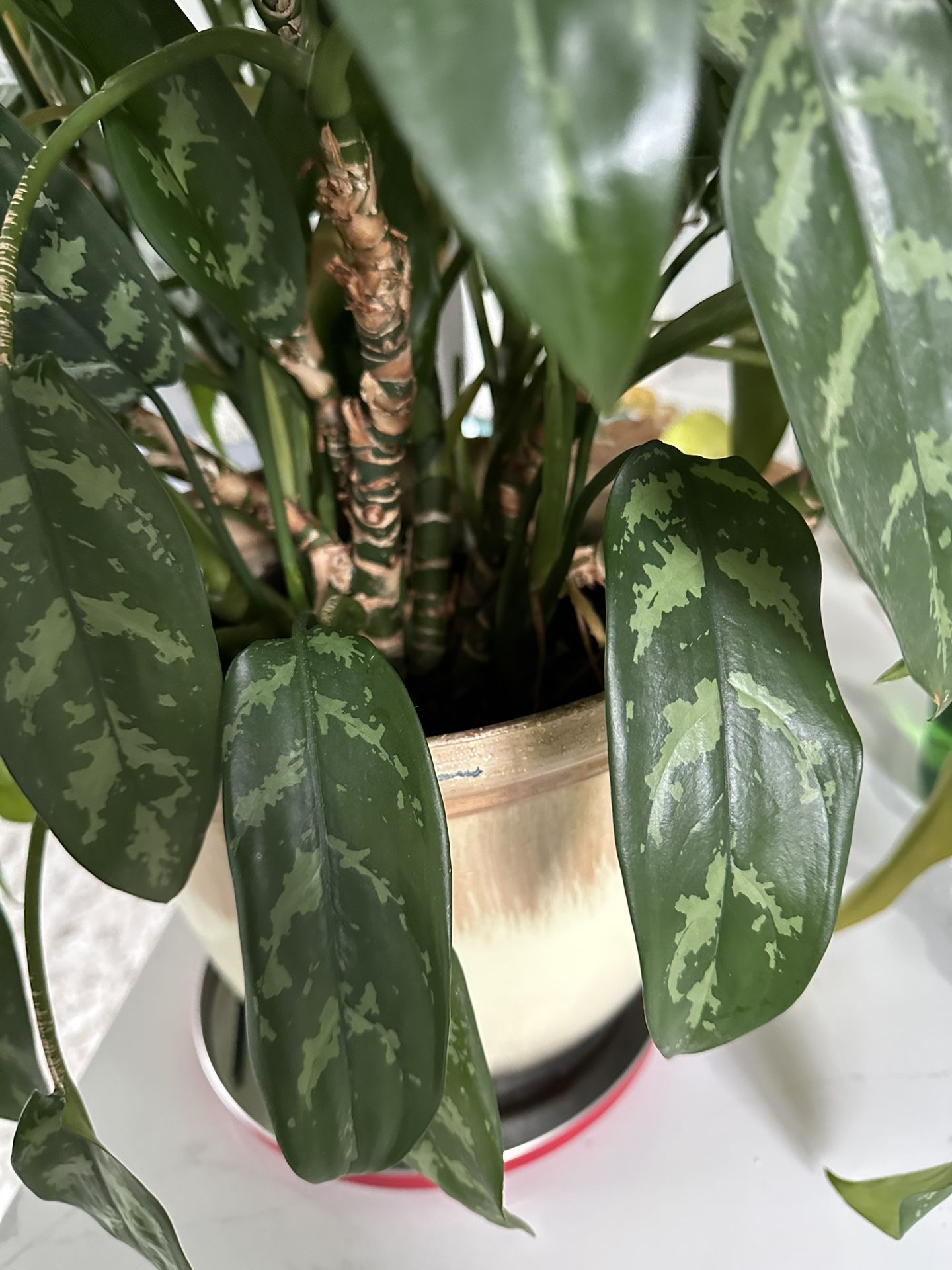 Plant