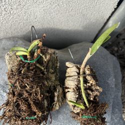 Orchids Species Africa Mexico