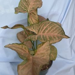 HERMOSAS PLANTAS NATURALES “ PINK SINGONIA PLANT “