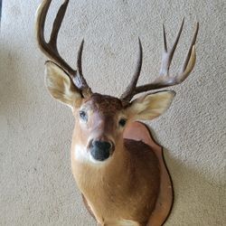 Shoulder Mount With Plaque White Tail Buck Deer 10 Point