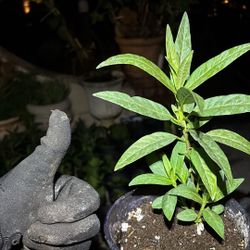 Healthy, Tropical Milkweed