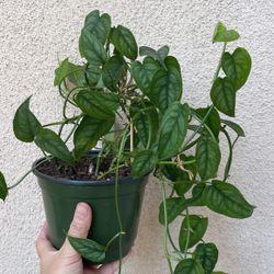 Beautiful Monstera Siltipecana Plant 6” Pot 