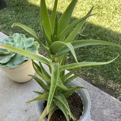 Aloe/ Succulent 