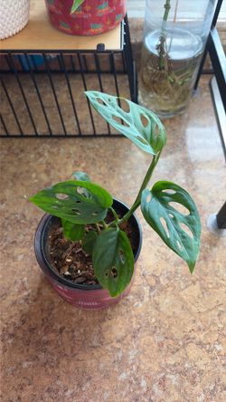 Swiss cheese monstera  (fast grower)