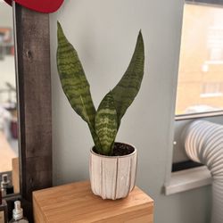 Snake Plant Cute Pot Included