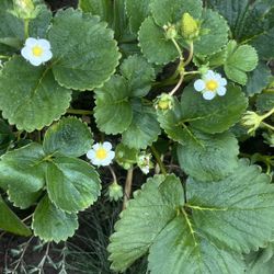 Strawberry Plant/ Starters 