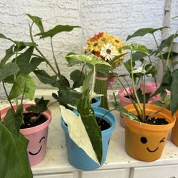 Syngonium Albo Variegated Arrow Head Rare Live Plant Houseplant - 10 each