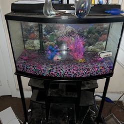 Fish Tank