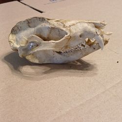 Large Possum Skull
