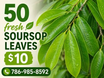 Soursop leaves fresh