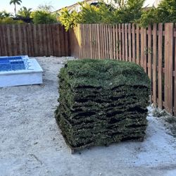 Palmetto Sod 