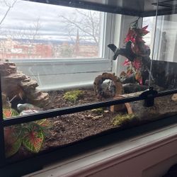 Snake Terrarium