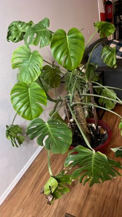 Monstera plant