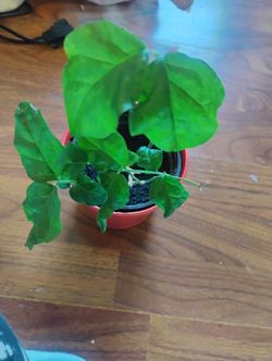 Jasmine Tea Plant Jasmine Sambac