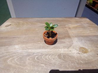 Baby Desert Rose