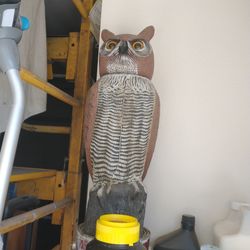 Owel With Turning Head 