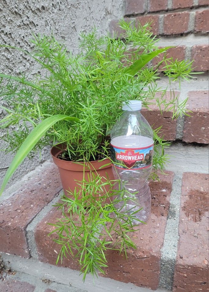 2 Plants In a Pladtic Pot