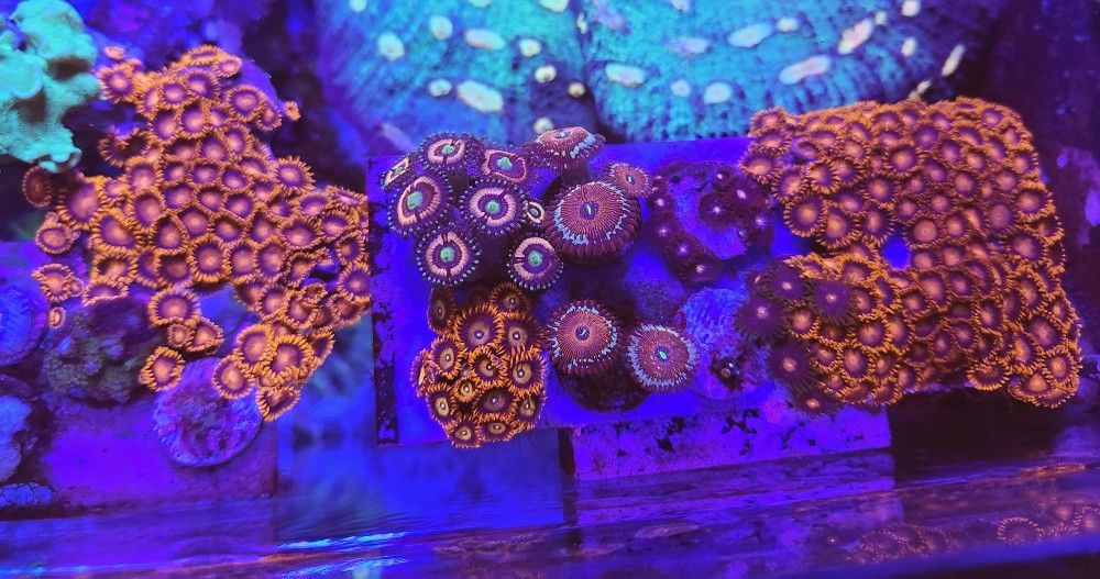 Plastic Zoas