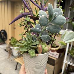 Cute Succulent 