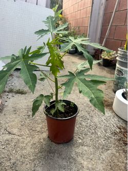 Dwarf papaya